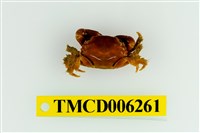 藏品(光滑綠蟹)的圖片